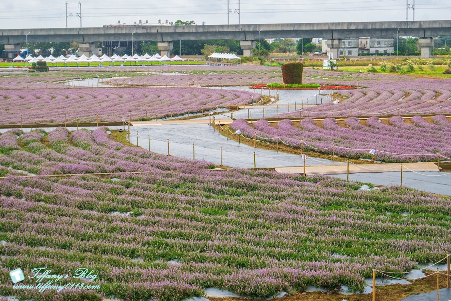 2019桃園花彩節+桃園仙草花節/台版普羅旺斯+五色花海超夢幻/四座摩艾石像等妳來尋找