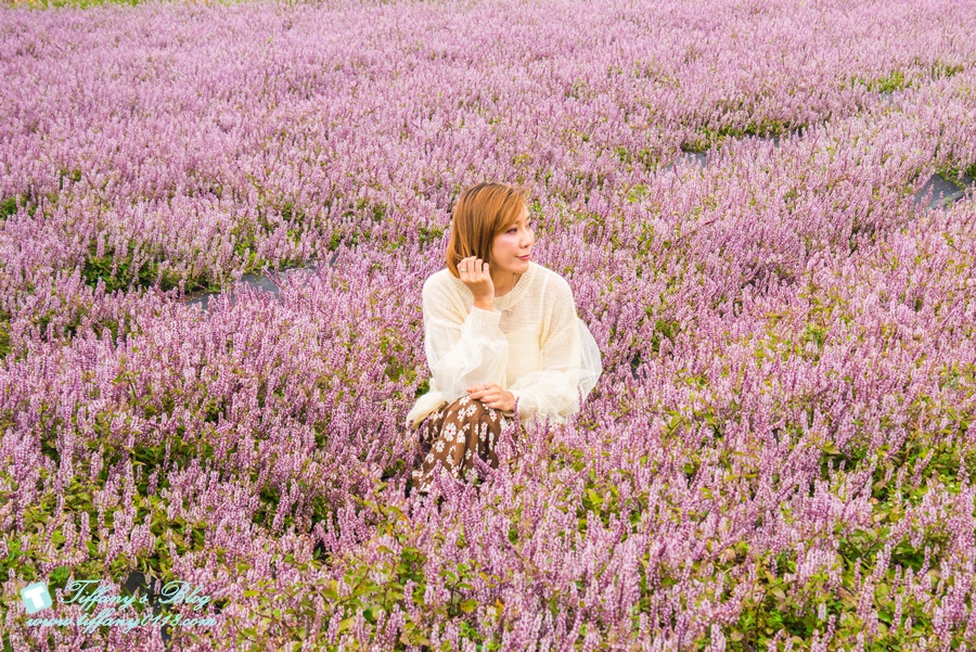 2019桃園花彩節+桃園仙草花節/台版普羅旺斯+五色花海超夢幻/四座摩艾石像等妳來尋找