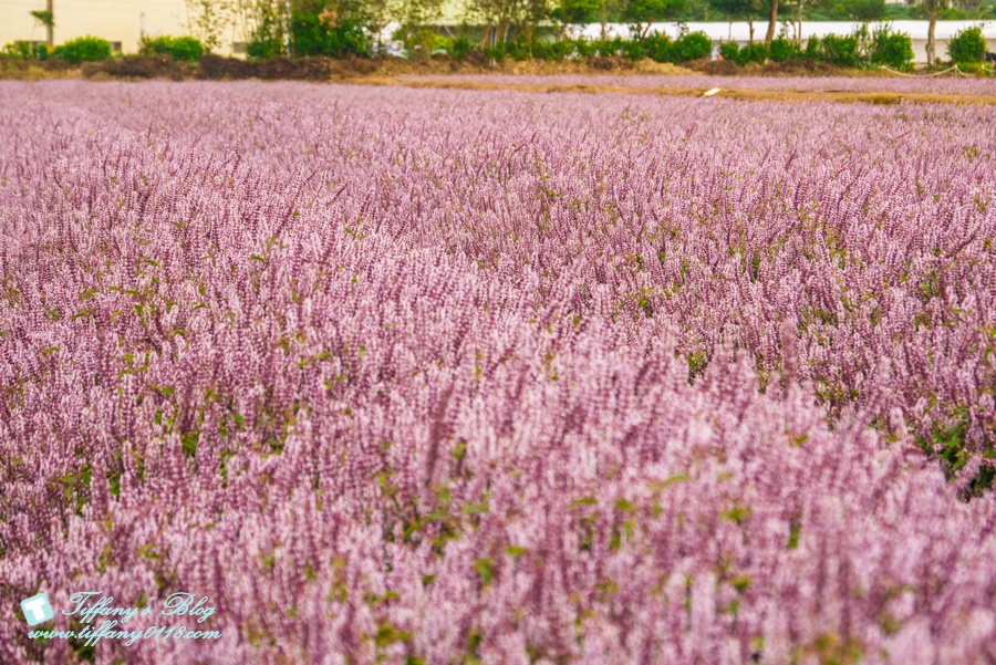 2019桃園花彩節+桃園仙草花節/台版普羅旺斯+五色花海超夢幻/四座摩艾石像等妳來尋找