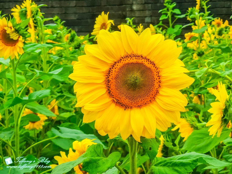 2019桃園花彩節+桃園仙草花節/台版普羅旺斯+五色花海超夢幻/四座摩艾石像等妳來尋找