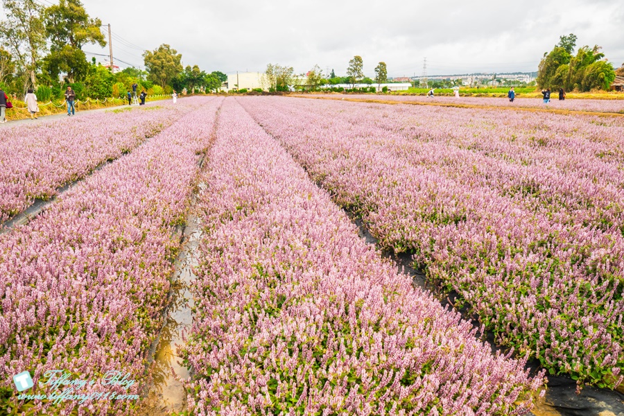 2019桃園花彩節+桃園仙草花節/台版普羅旺斯+五色花海超夢幻/四座摩艾石像等妳來尋找
