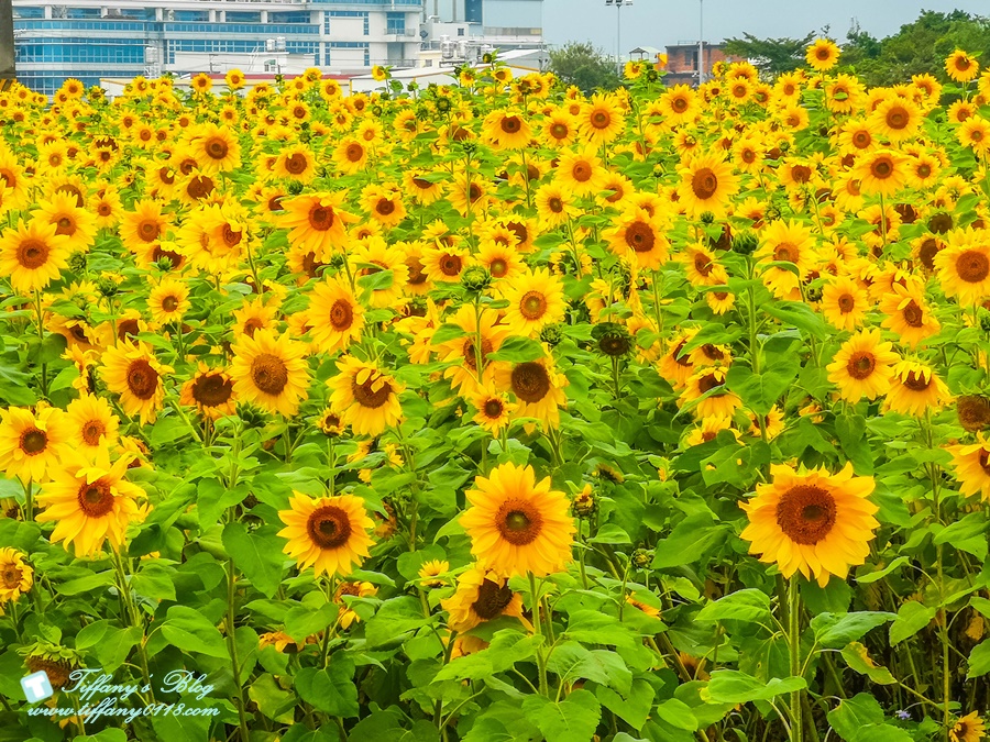 2019桃園花彩節+桃園仙草花節/台版普羅旺斯+五色花海超夢幻/四座摩艾石像等妳來尋找