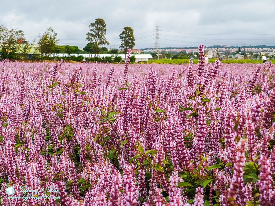 2019桃園花彩節+桃園仙草花節/台版普羅旺斯+五色花海超夢幻/四座摩艾石像等妳來尋找