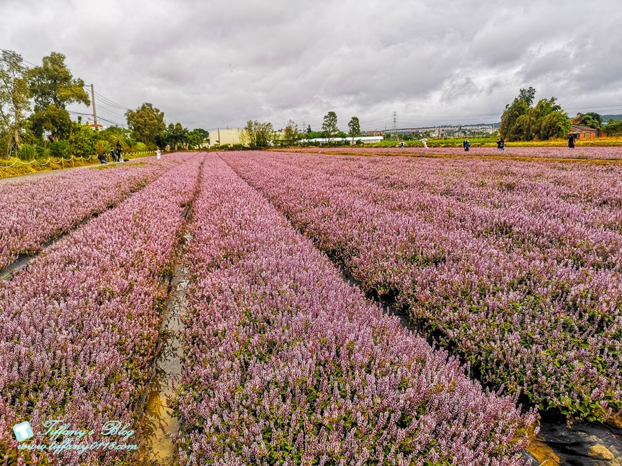 2019桃園花彩節+桃園仙草花節/台版普羅旺斯+五色花海超夢幻/四座摩艾石像等妳來尋找