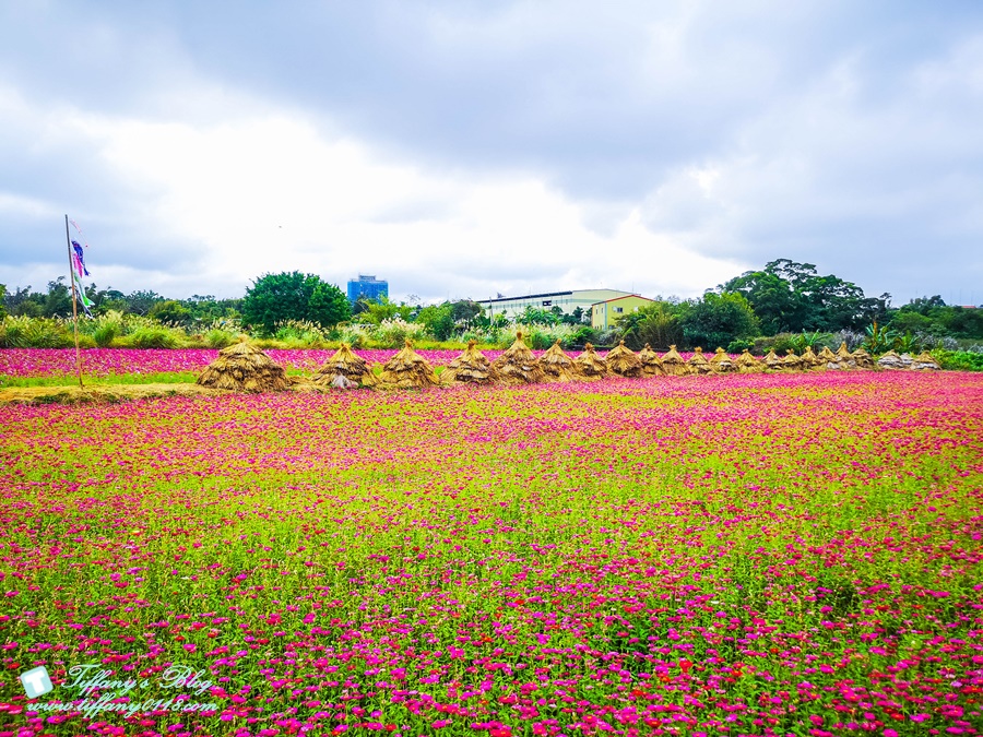 2019桃園花彩節+桃園仙草花節/台版普羅旺斯+五色花海超夢幻/四座摩艾石像等妳來尋找
