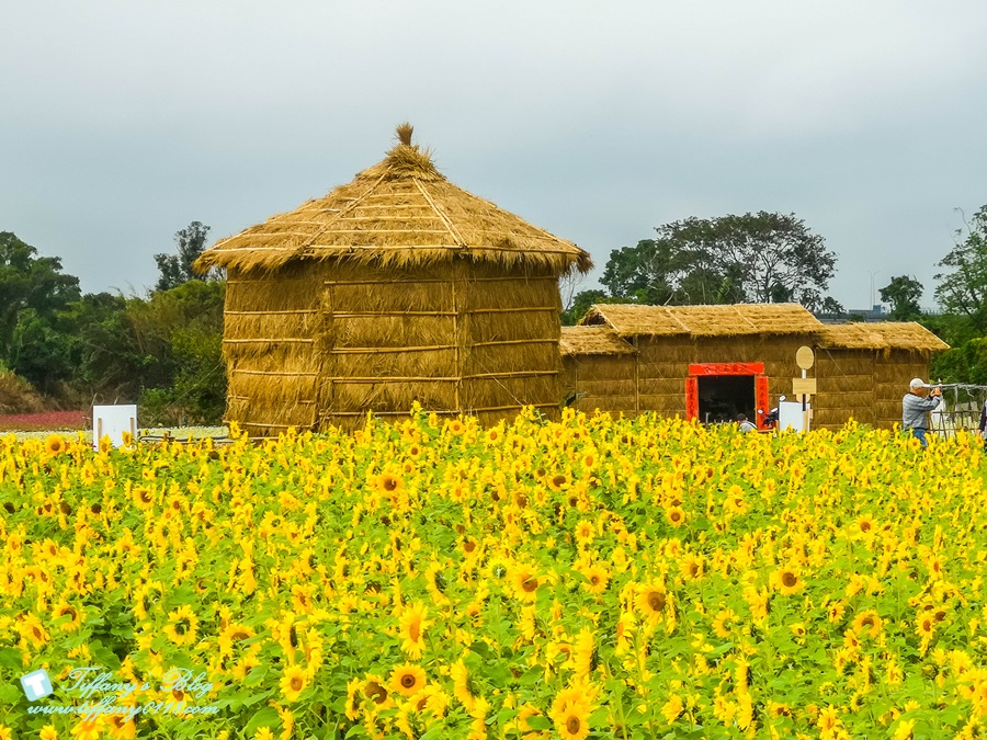 2019桃園花彩節+桃園仙草花節/台版普羅旺斯+五色花海超夢幻/四座摩艾石像等妳來尋找