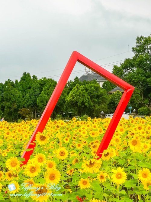 2019桃園花彩節+桃園仙草花節/台版普羅旺斯+五色花海超夢幻/四座摩艾石像等妳來尋找