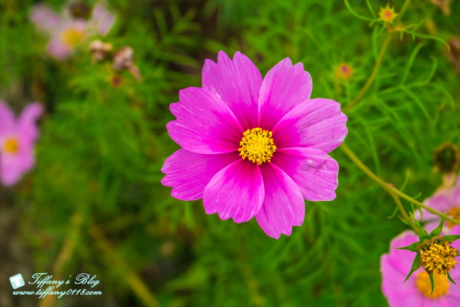 2019桃園花彩節+桃園仙草花節/台版普羅旺斯+五色花海超夢幻/四座摩艾石像等妳來尋找