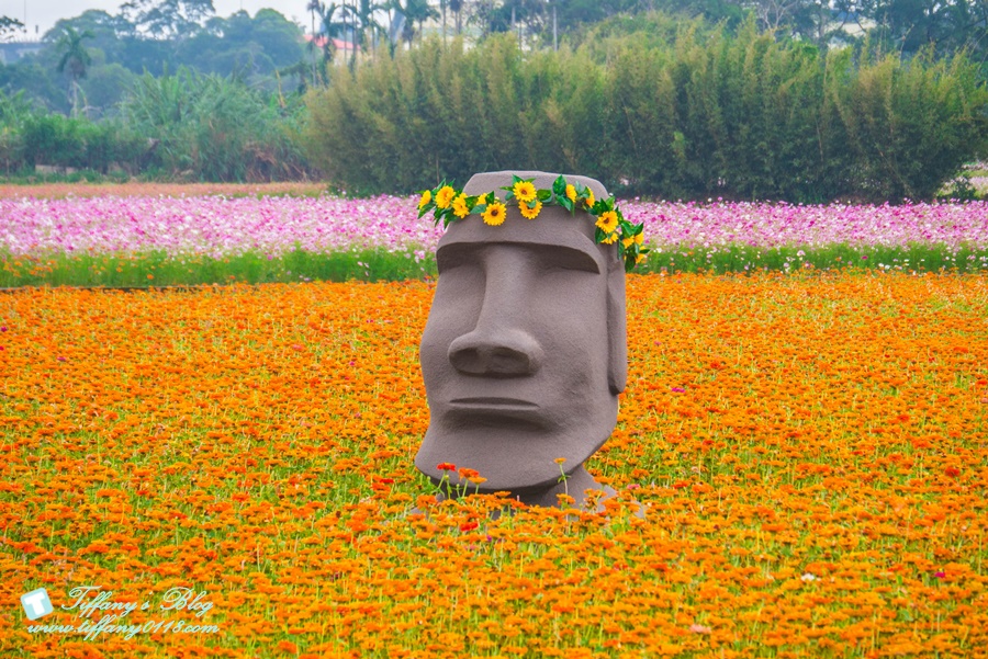 2019桃園花彩節+桃園仙草花節/台版普羅旺斯+五色花海超夢幻/四座摩艾石像等妳來尋找