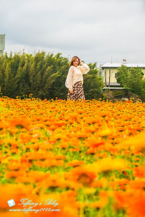 2019桃園花彩節+桃園仙草花節/台版普羅旺斯+五色花海超夢幻/四座摩艾石像等妳來尋找