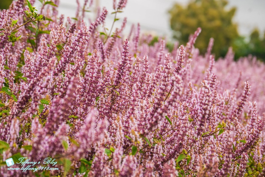 2019桃園花彩節+桃園仙草花節/台版普羅旺斯+五色花海超夢幻/四座摩艾石像等妳來尋找