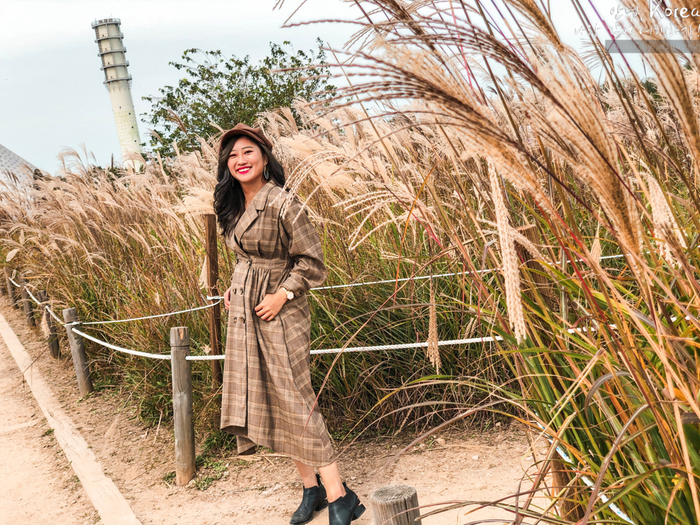 天空公園,首爾自由行,粉紅波波草,粉紅掃帚草,粉紅芒草,首爾景點,首爾好玩