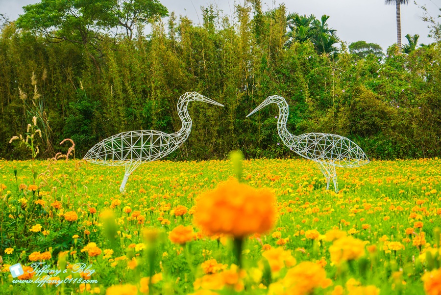 2019桃園花彩節+桃園仙草花節/台版普羅旺斯+五色花海超夢幻/四座摩艾石像等妳來尋找