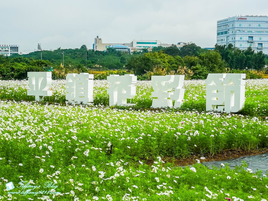 2019桃園花彩節+桃園仙草花節/台版普羅旺斯+五色花海超夢幻/四座摩艾石像等妳來尋找