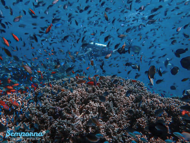 馬來西亞沙巴,仙本那,仙本那好玩,仙本那自由行,仙本那潛水,仙本那跳島