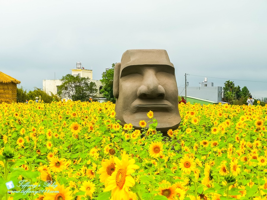 2019桃園花彩節+桃園仙草花節/台版普羅旺斯+五色花海超夢幻/四座摩艾石像等妳來尋找