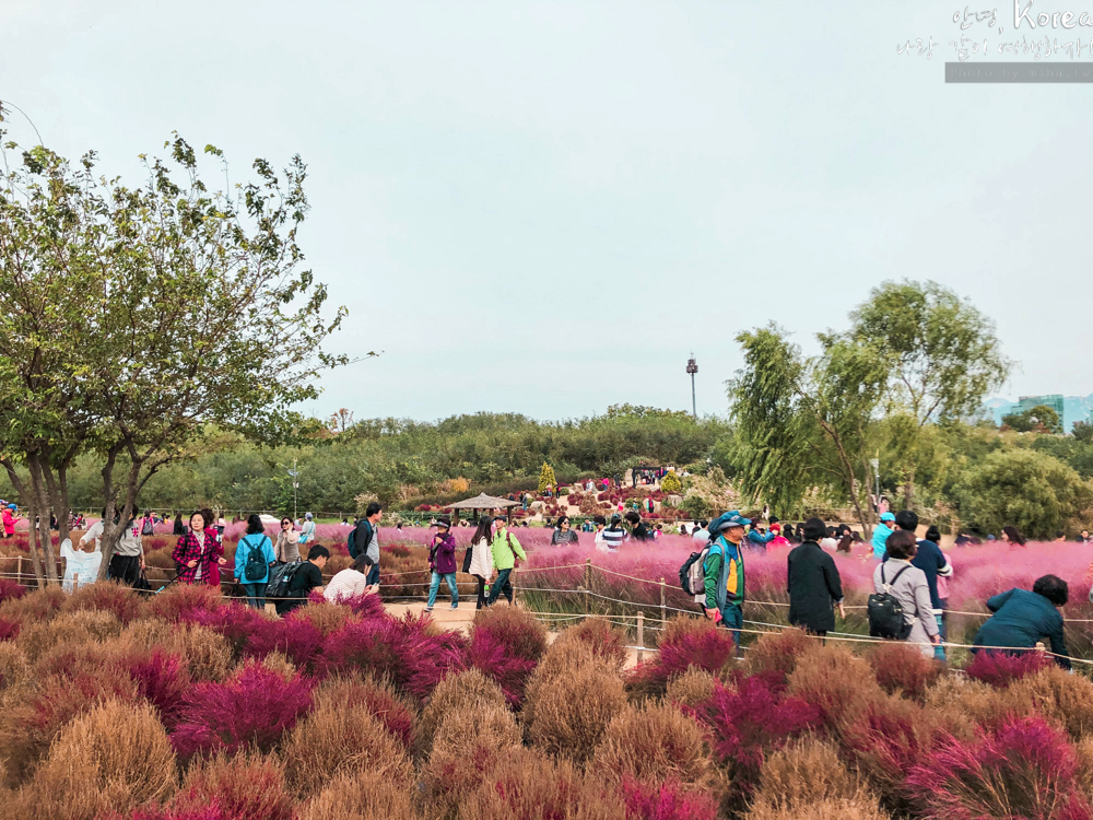 天空公園,首爾自由行,粉紅波波草,粉紅掃帚草,粉紅芒草,首爾景點,首爾好玩