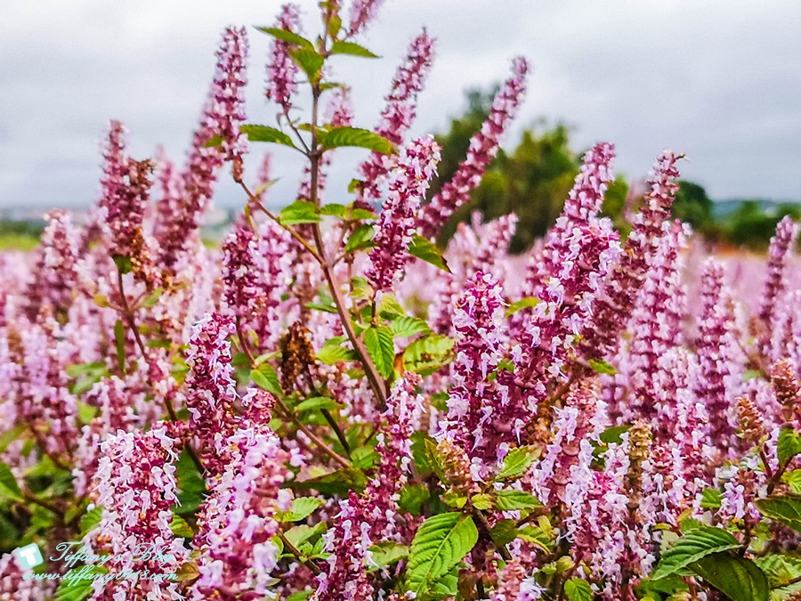 2019桃園花彩節+桃園仙草花節/台版普羅旺斯+五色花海超夢幻/四座摩艾石像等妳來尋找