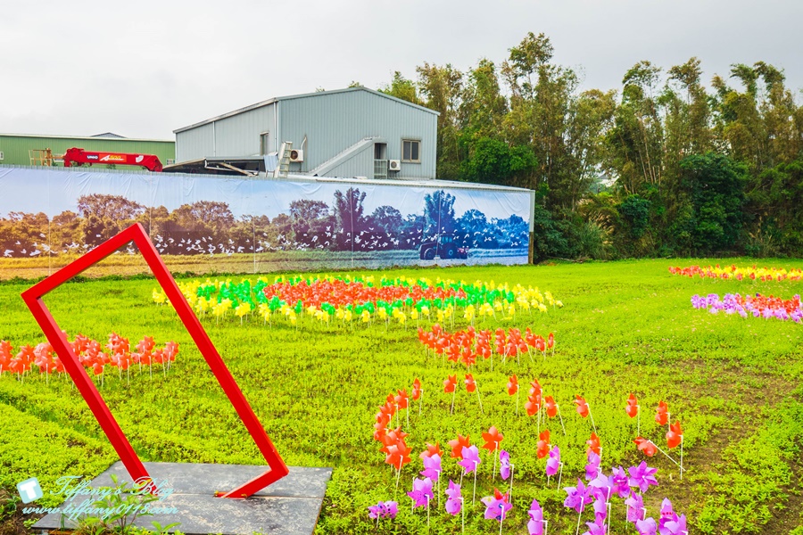 2019桃園花彩節+桃園仙草花節/台版普羅旺斯+五色花海超夢幻/四座摩艾石像等妳來尋找