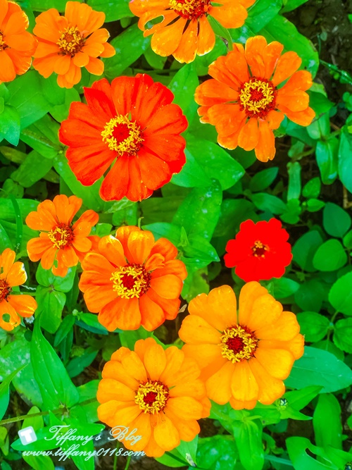 2019桃園花彩節+桃園仙草花節/台版普羅旺斯+五色花海超夢幻/四座摩艾石像等妳來尋找