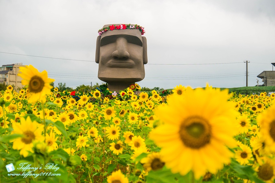 2019桃園花彩節+桃園仙草花節/台版普羅旺斯+五色花海超夢幻/四座摩艾石像等妳來尋找
