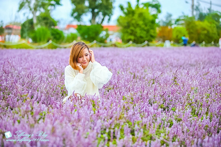 2019桃園花彩節+桃園仙草花節/台版普羅旺斯+五色花海超夢幻/四座摩艾石像等妳來尋找