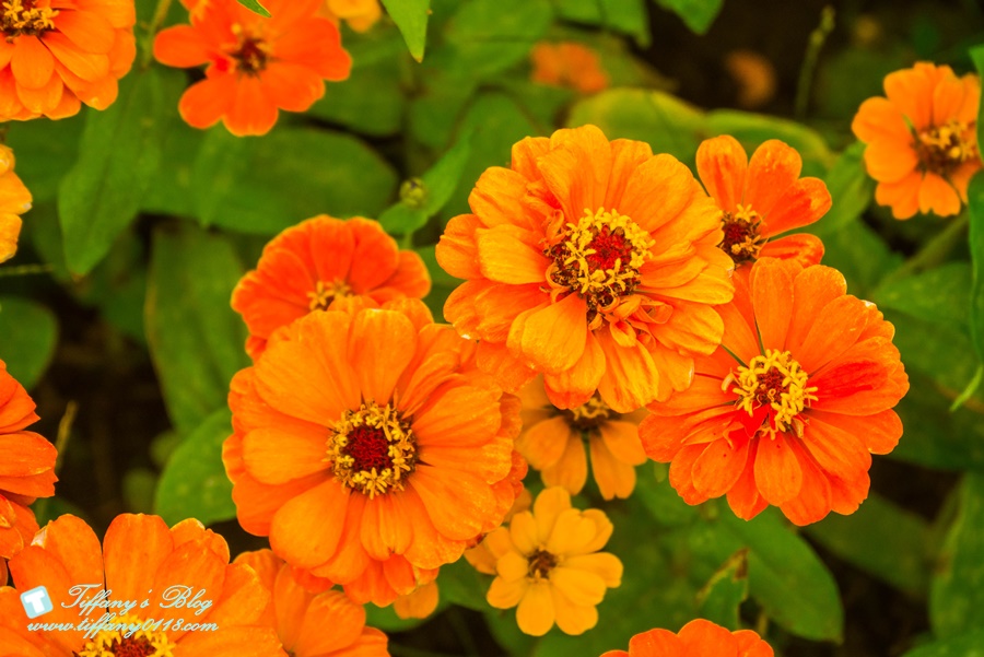 2019桃園花彩節+桃園仙草花節/台版普羅旺斯+五色花海超夢幻/四座摩艾石像等妳來尋找