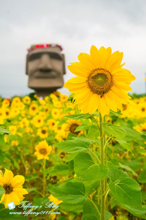 2019桃園花彩節+桃園仙草花節/台版普羅旺斯+五色花海超夢幻/四座摩艾石像等妳來尋找