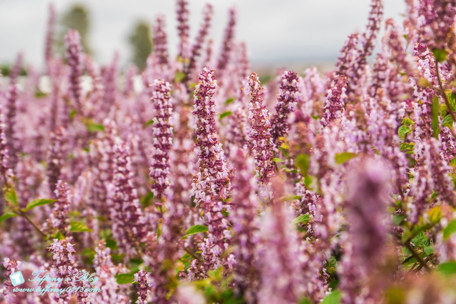 2019桃園花彩節+桃園仙草花節/台版普羅旺斯+五色花海超夢幻/四座摩艾石像等妳來尋找