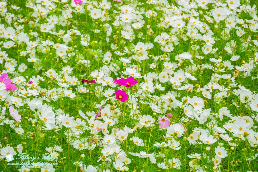 2019桃園花彩節+桃園仙草花節/台版普羅旺斯+五色花海超夢幻/四座摩艾石像等妳來尋找