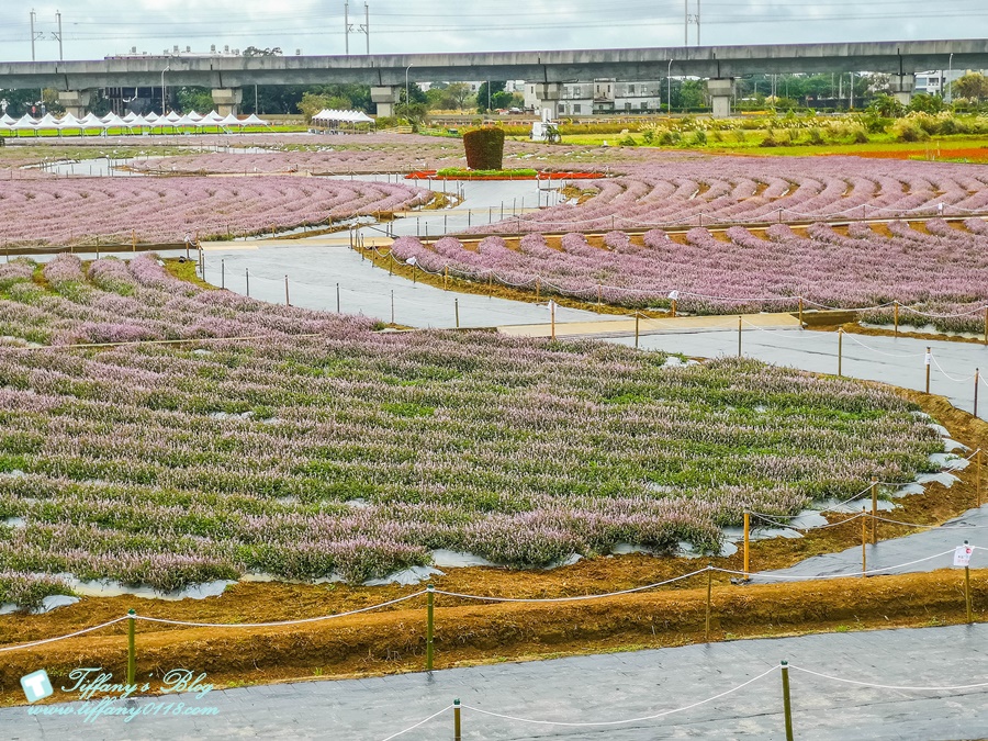 2019桃園花彩節+桃園仙草花節/台版普羅旺斯+五色花海超夢幻/四座摩艾石像等妳來尋找