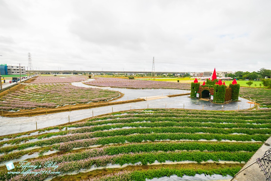 2019桃園花彩節+桃園仙草花節/台版普羅旺斯+五色花海超夢幻/四座摩艾石像等妳來尋找