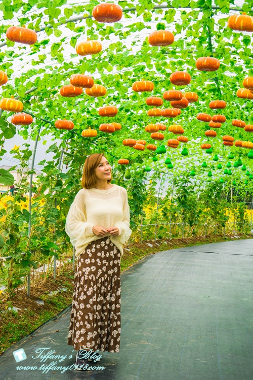 2019桃園花彩節+桃園仙草花節/台版普羅旺斯+五色花海超夢幻/四座摩艾石像等妳來尋找