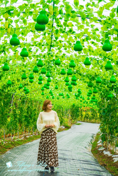 2019桃園花彩節+桃園仙草花節/台版普羅旺斯+五色花海超夢幻/四座摩艾石像等妳來尋找