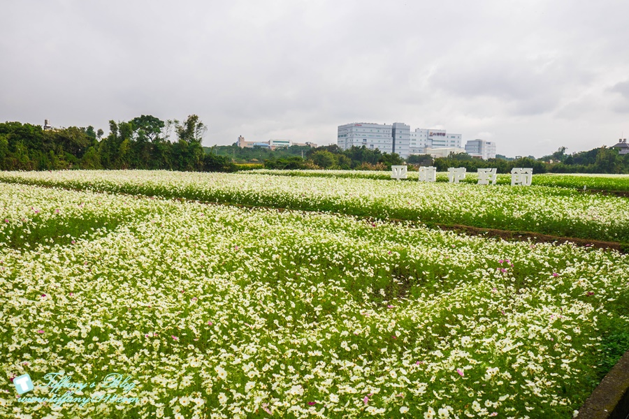 2019桃園花彩節+桃園仙草花節/台版普羅旺斯+五色花海超夢幻/四座摩艾石像等妳來尋找