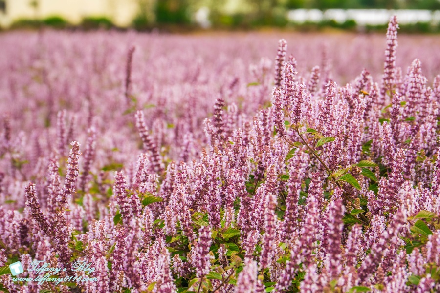 2019桃園花彩節+桃園仙草花節/台版普羅旺斯+五色花海超夢幻/四座摩艾石像等妳來尋找