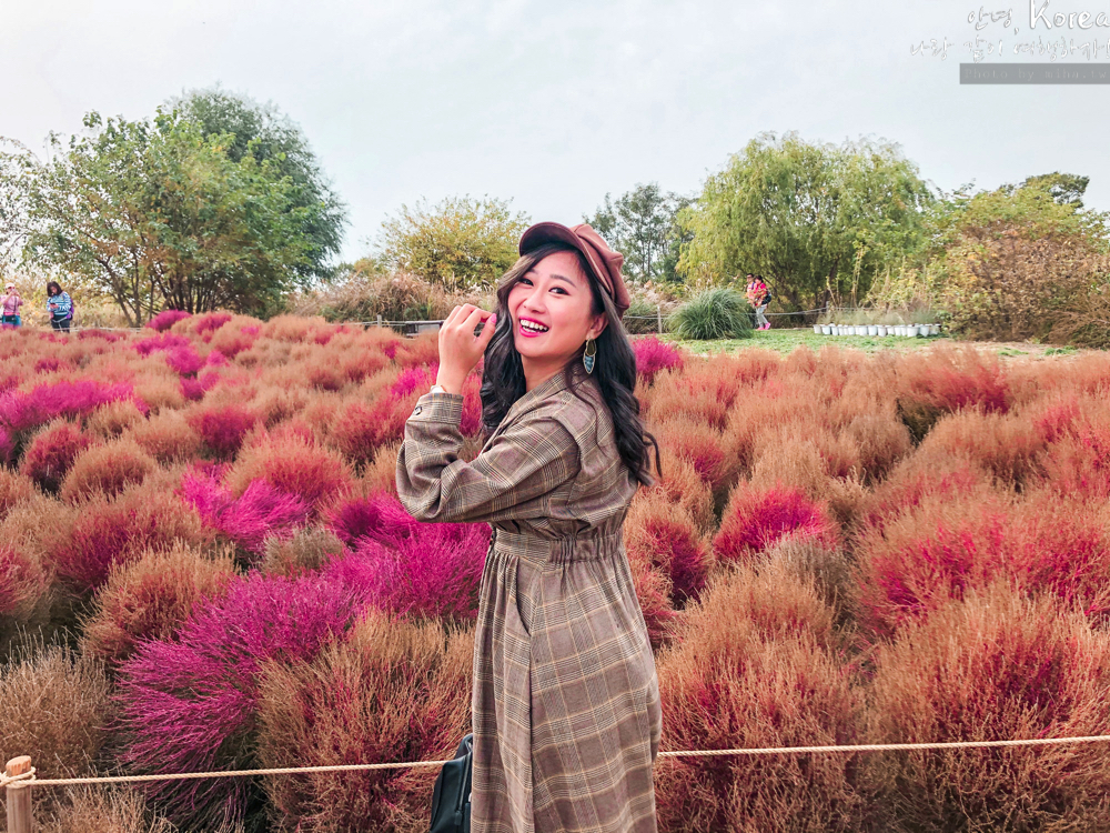 天空公園,首爾自由行,粉紅波波草,粉紅掃帚草,粉紅芒草,首爾景點,首爾好玩