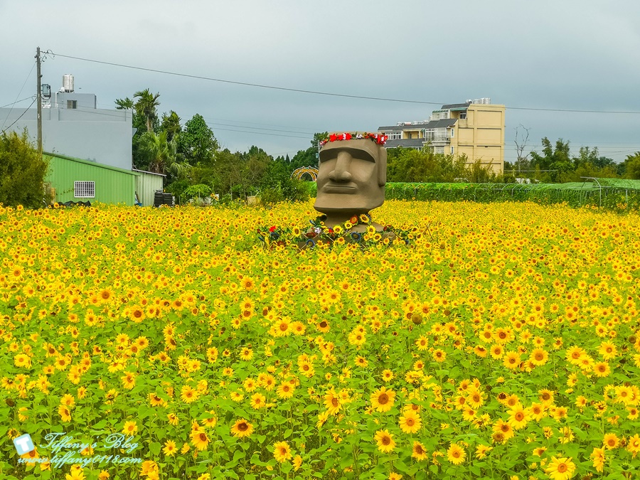 2019桃園花彩節+桃園仙草花節/台版普羅旺斯+五色花海超夢幻/四座摩艾石像等妳來尋找