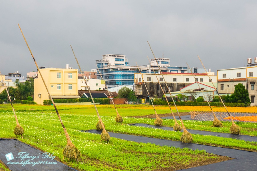 2019桃園花彩節+桃園仙草花節/台版普羅旺斯+五色花海超夢幻/四座摩艾石像等妳來尋找