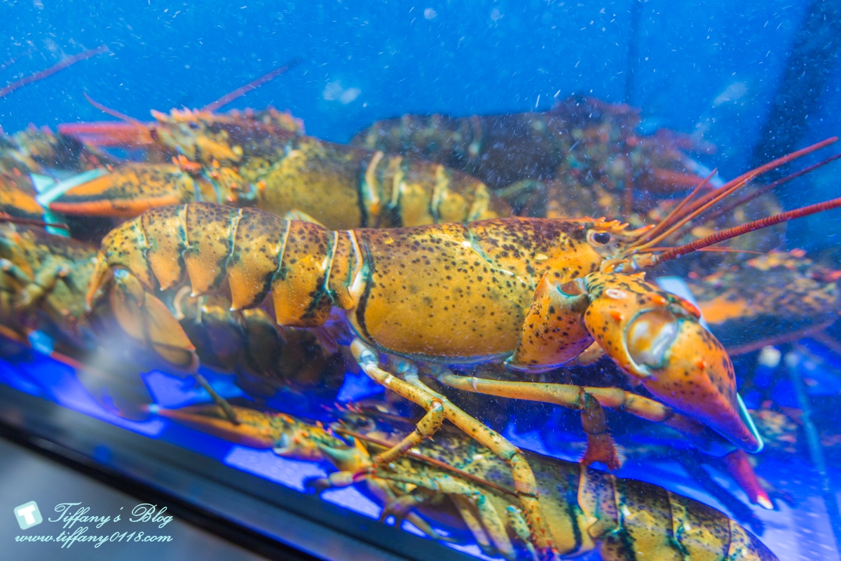 [蘆洲火鍋推薦]銅花精緻涮涮鍋/活龍蝦買一送一超划算/高檔食材+桌邊服務讓妳視覺味覺雙享受