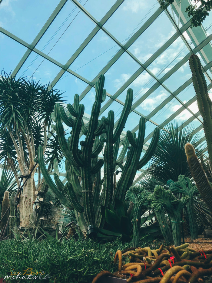 濱海灣花園,冷室,新加坡景點,新加坡好玩,新加坡自由行,新加坡燈光秀,雲霧林花穹