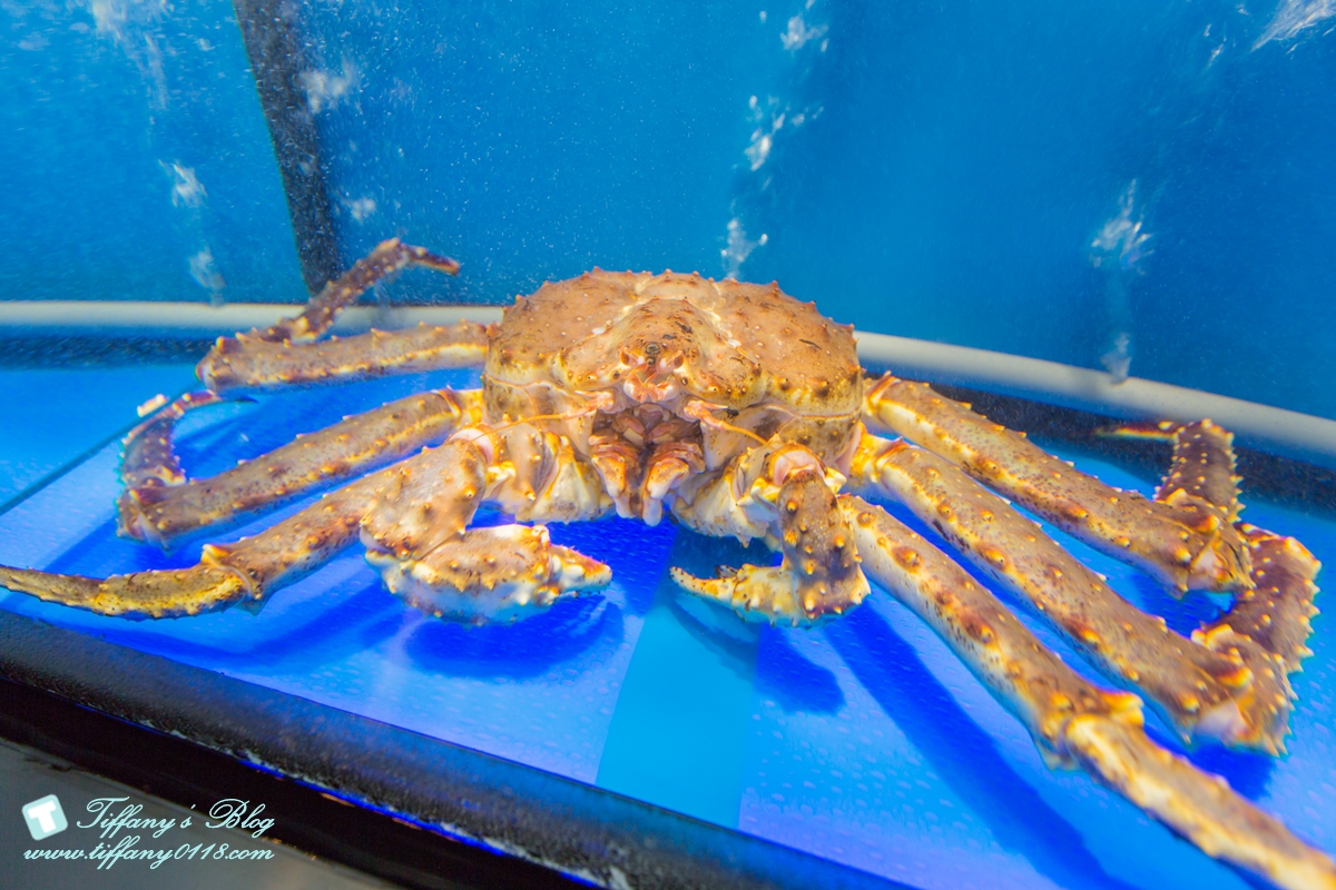 [蘆洲火鍋推薦]銅花精緻涮涮鍋/活龍蝦買一送一超划算/高檔食材+桌邊服務讓妳視覺味覺雙享受