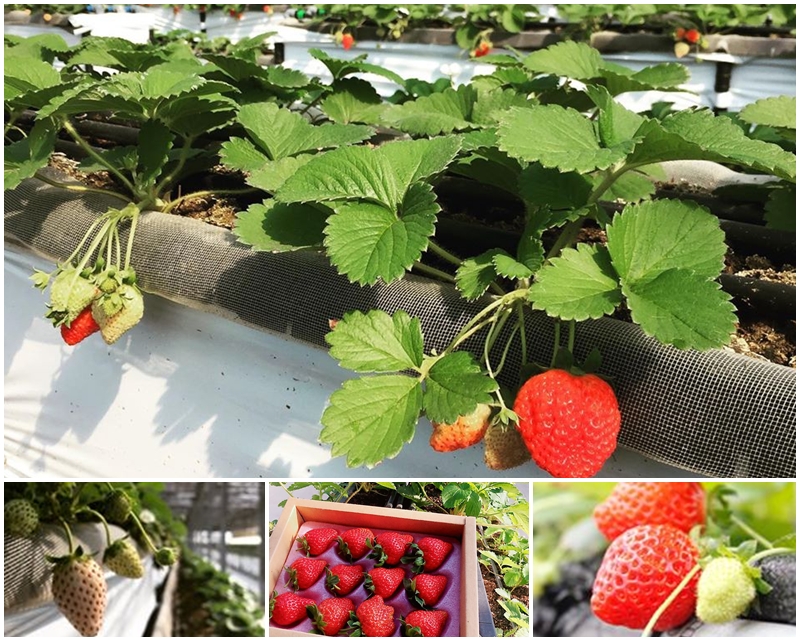 桃園採草莓/桃園賣草莓/桃園diy農場/桃園有機草莓園