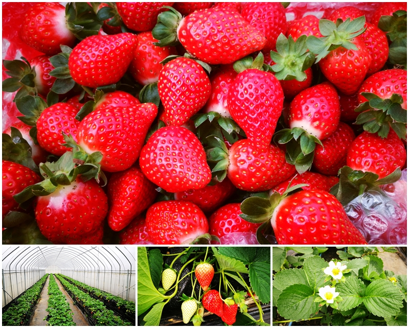 桃園採草莓/桃園賣草莓/桃園diy農場/桃園有機草莓園