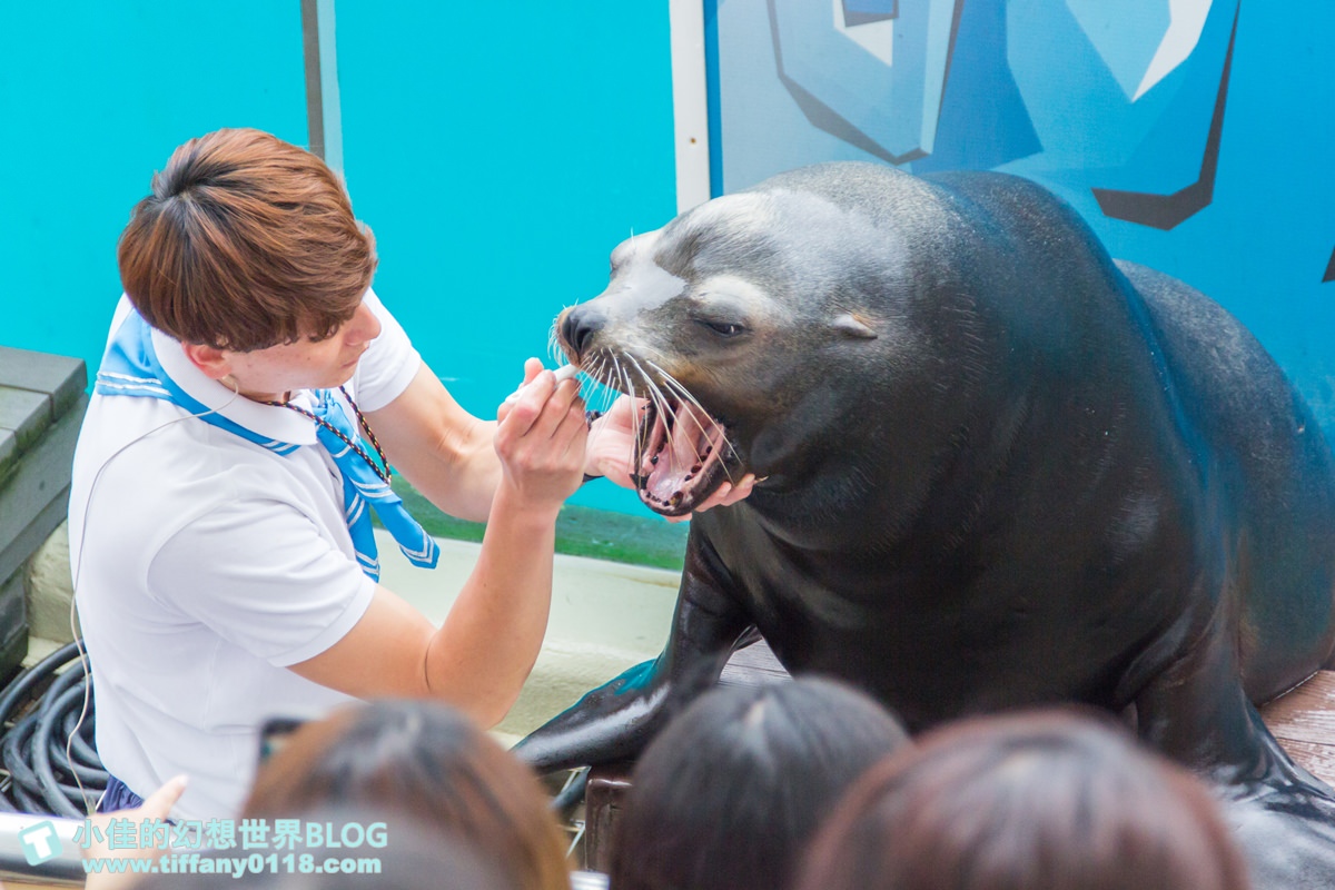2020花蓮遠雄海洋公園全攻略/必看海豚海獅表演/八大園區+四大主題表演讓你一整天都玩到