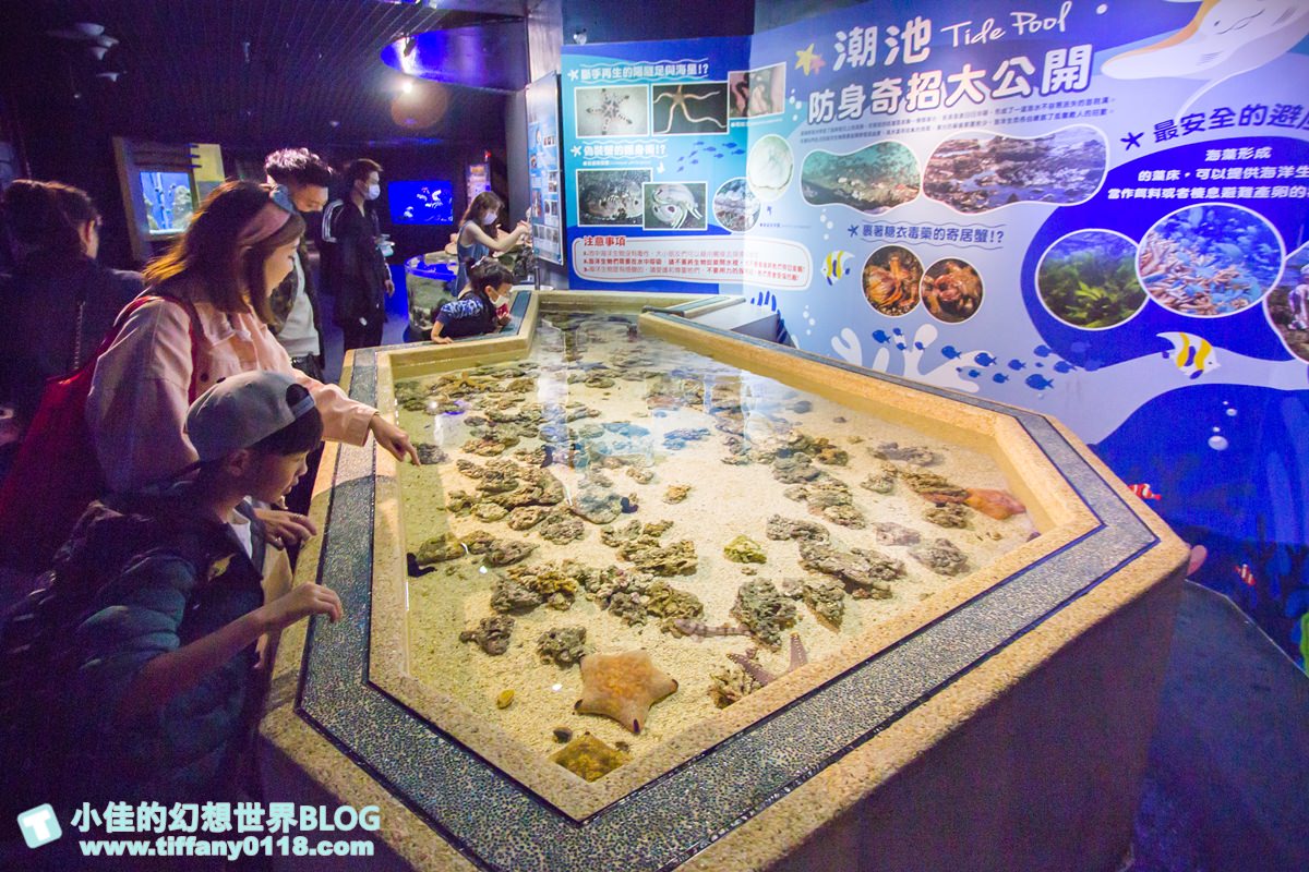 2020花蓮遠雄海洋公園全攻略/必看海豚海獅表演/八大園區+四大主題表演讓你一整天都玩到