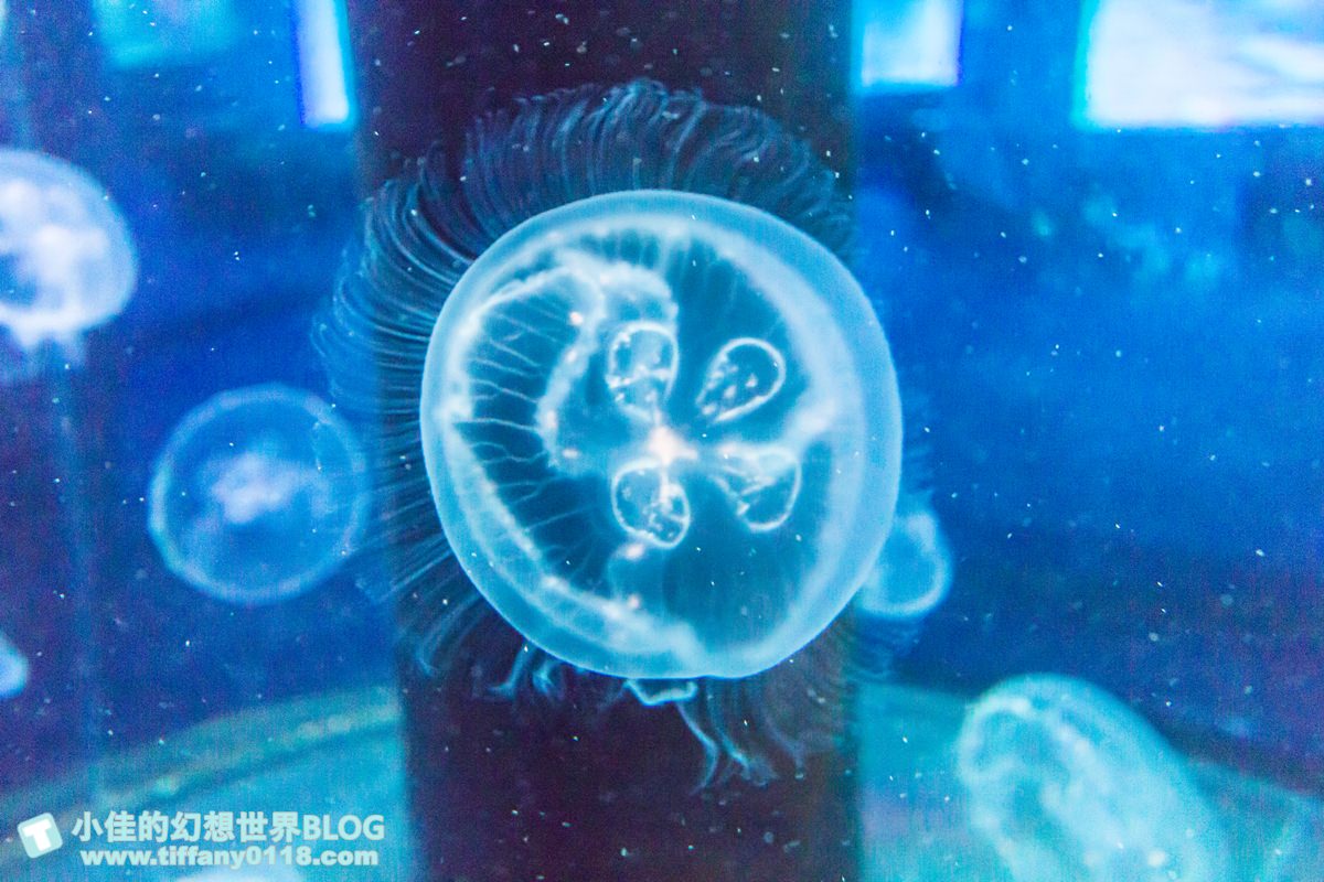 2020花蓮遠雄海洋公園全攻略/必看海豚海獅表演/八大園區+四大主題表演讓你一整天都玩到