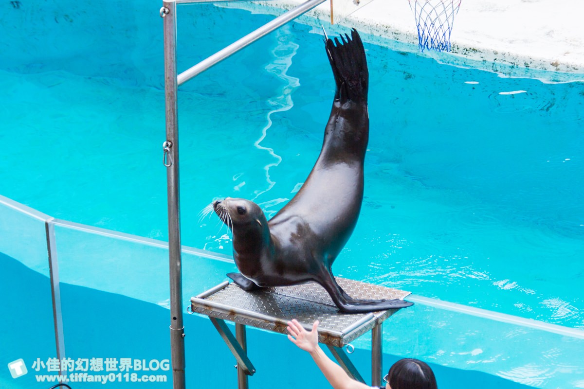 2020花蓮遠雄海洋公園全攻略/必看海豚海獅表演/八大園區+四大主題表演讓你一整天都玩到