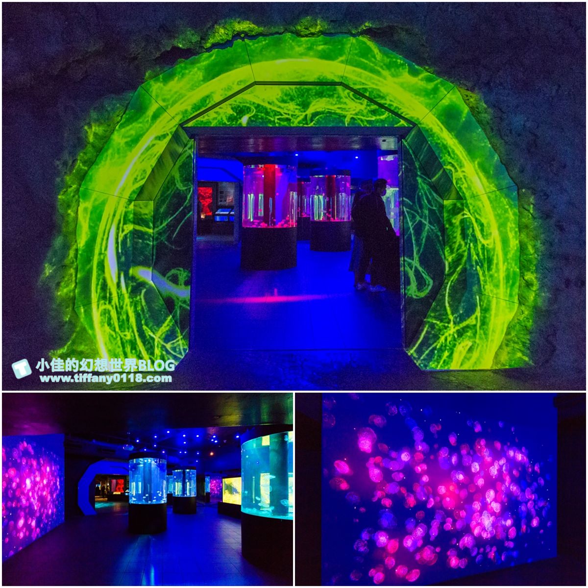 2020花蓮遠雄海洋公園全攻略/必看海豚海獅表演/八大園區+四大主題表演讓你一整天都玩到