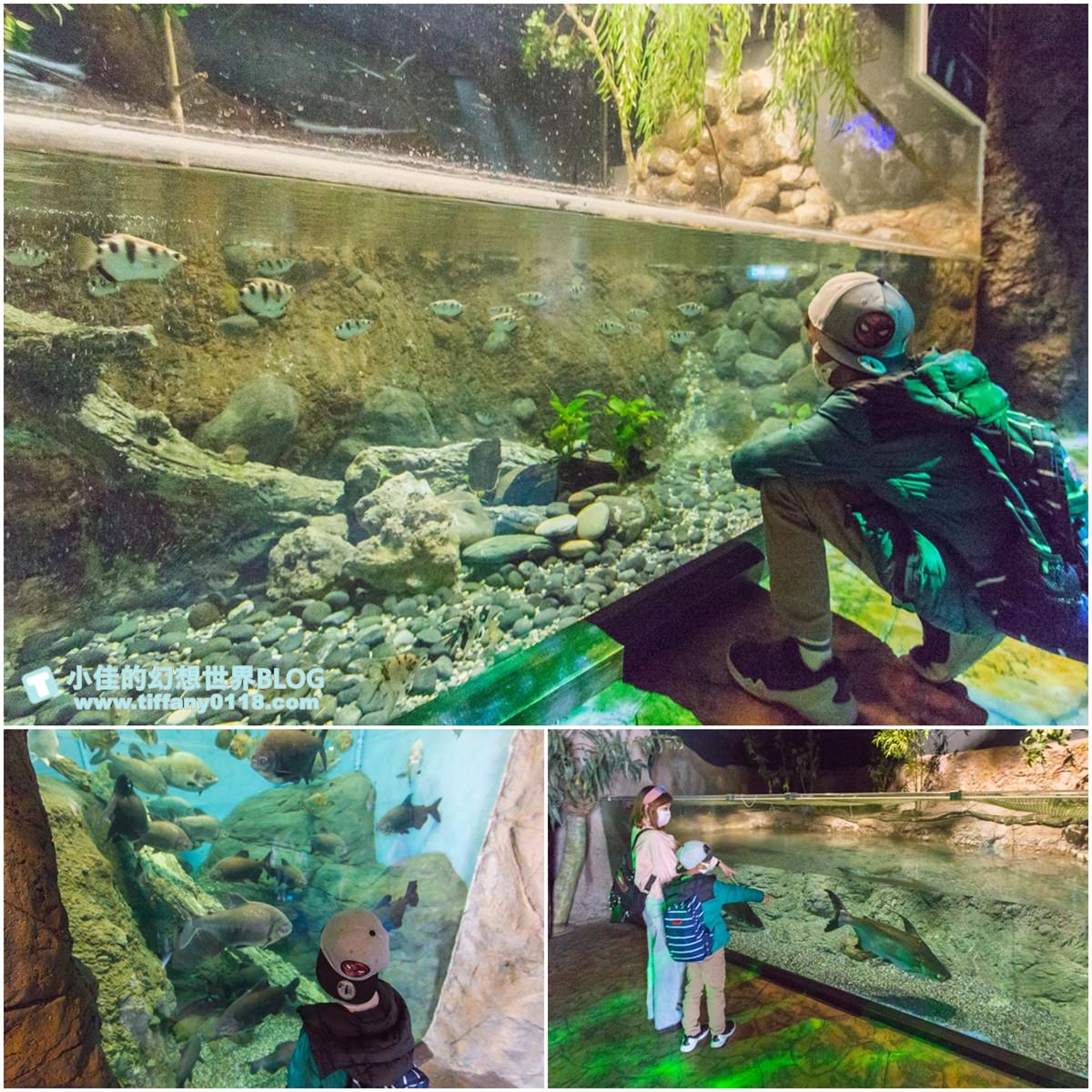 2020花蓮遠雄海洋公園全攻略/必看海豚海獅表演/八大園區+四大主題表演讓你一整天都玩到